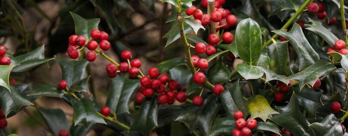 rusco (Ruscus aculeatus L., pungitopo) pianta