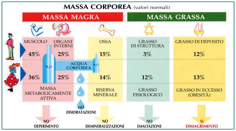 Massa grassa e massa magra, come si calcolano