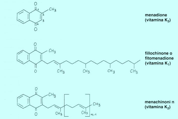 le forme della vitamina k