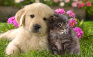 prevenzione delle malattie del gatto
