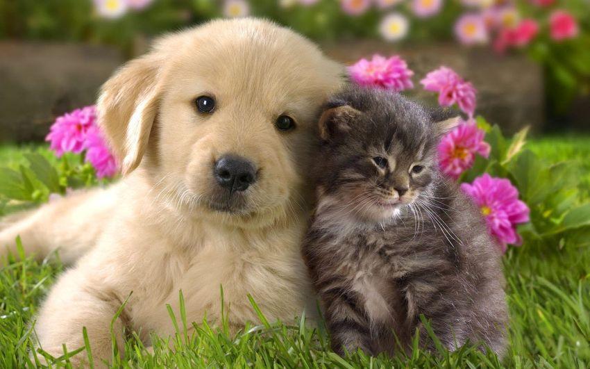 prevenzione delle malattie del gatto