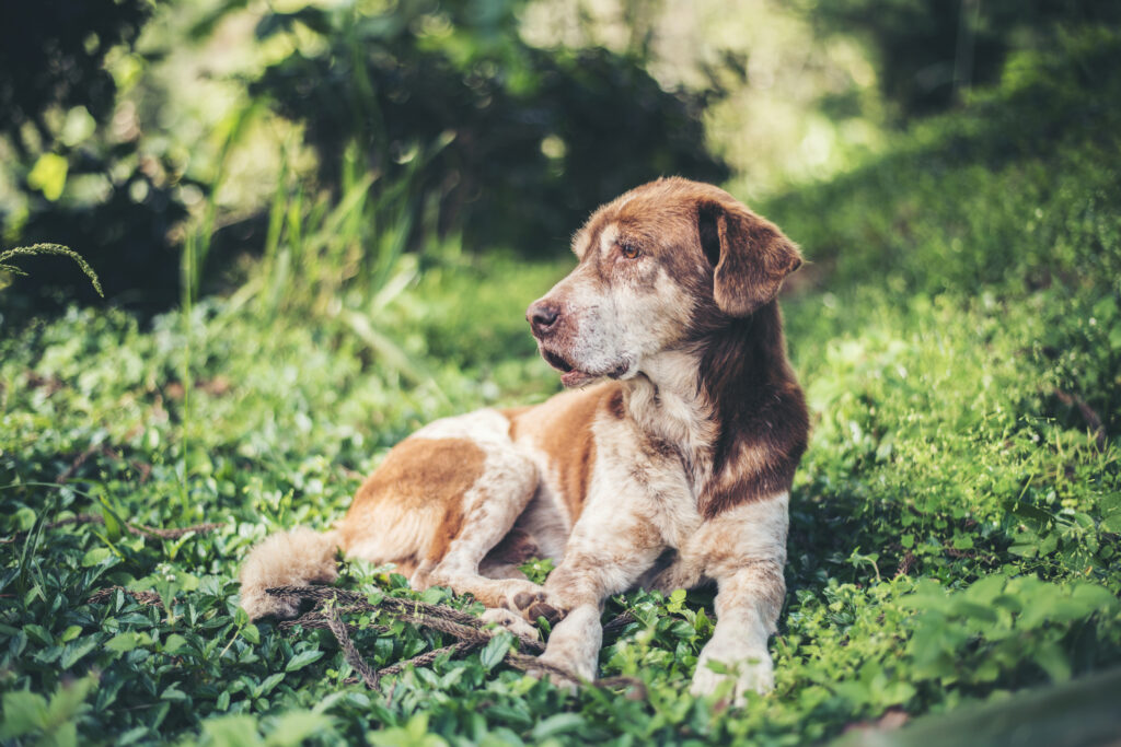 LE MALATTIE INFETTIVE DEL CANE