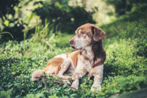 LE MALATTIE INFETTIVE DEL CANE